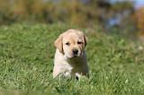 LABRADOR 301